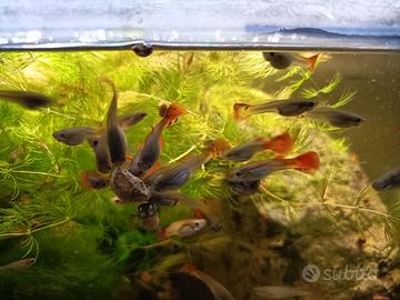 Pesci tropicali per acquario di acqua dolce