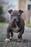 cuccioli-pit-bull-con-pedigree-fino-a-12-rate