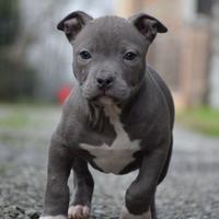 Cuccioli Pit Bull con pedigree fino a 12 rate