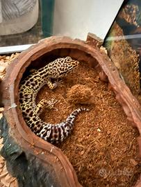 Geco Leopardino con terrario completo