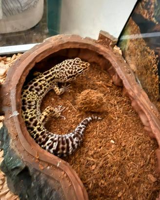 Geco Leopardino con terrario completo