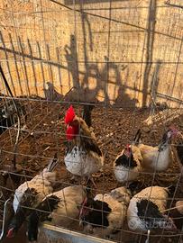 Pulcini ,galline ,galli