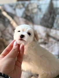 Maltese