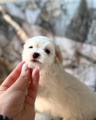 Maltese