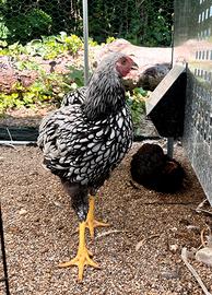 Gallo wyandotte argento