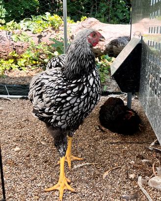 Gallo wyandotte argento
