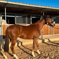 Cavallo da salto anglo arabo