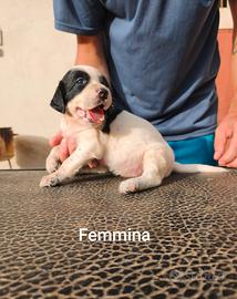 Setter inglesi Cuccioli 2F 1M