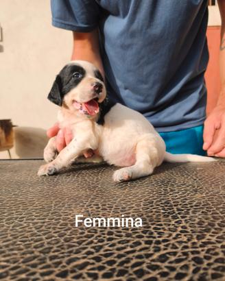 Setter inglesi Cuccioli 2F 1M