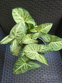 Syngonium pianta 