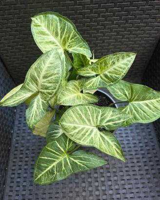 Syngonium pianta 
