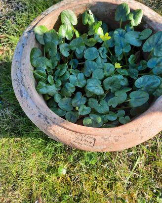 vaso terracotta 