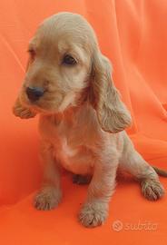 Cuccili di Cocker Spaniel Inglese