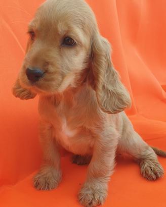 Cuccili di Cocker Spaniel Inglese