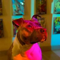 Amstaff disponibile per monta