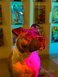 Amstaff disponibile per monta