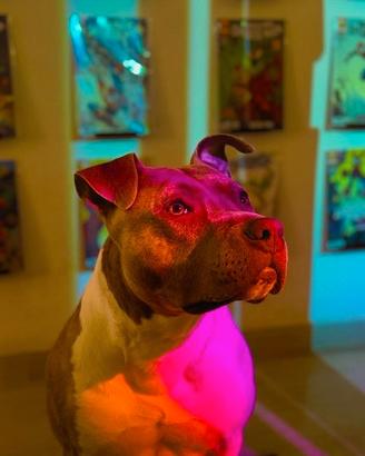 Amstaff disponibile per monta
