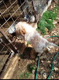 Lagotto femmina di pura razza Lagotto