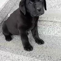 Cucciola di labrador retriver con pedigree