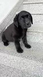 Cucciola di labrador retriver con pedigree