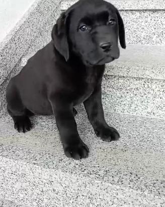 Cucciola di labrador retriver con pedigree