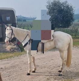 Appaloosa anni 24