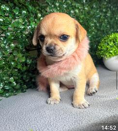 Cucciola chihuahua