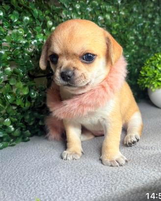 Cucciola chihuahua