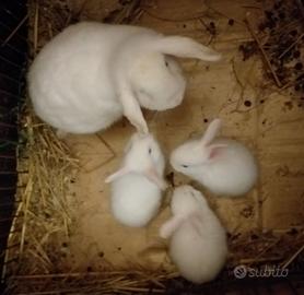 Cuccioli di conigli nani ariete