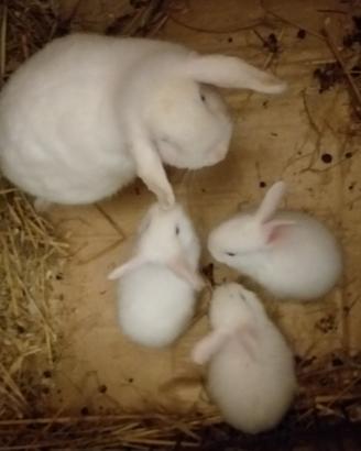 Cuccioli di conigli nani ariete