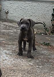 Cucciolo Cane Corso