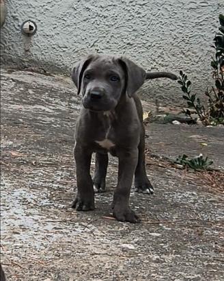 Cucciolo Cane Corso