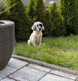 Setter Inghlese