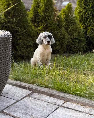 Setter Inghlese