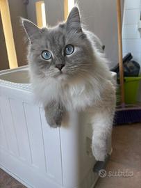 Cuccioli Gatto Siberiano