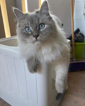 Cuccioli Gatto Siberiano