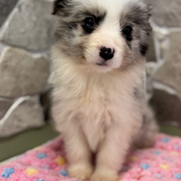 Border collie con pedigree ENCI