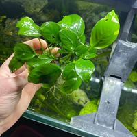 Anubias e Najas Guadalupensis