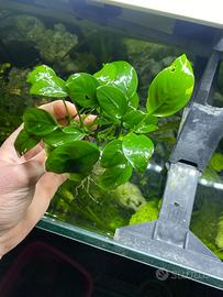Anubias e Najas Guadalupensis