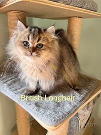 Cuccioli British Longhair