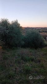 Terreno agricolo 4 ettari con oliveto