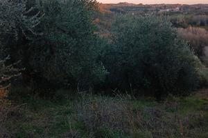 Terreno agricolo 4 ettari con oliveto