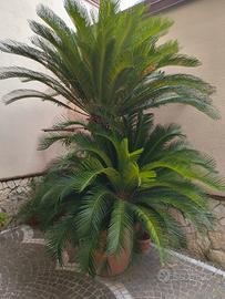 pianta cicas