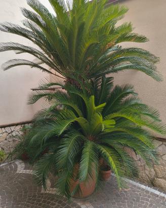 pianta cicas