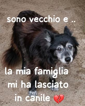 LAPO 8/10 ANNI taglia media