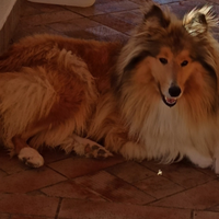 Pastore scozzese adulta