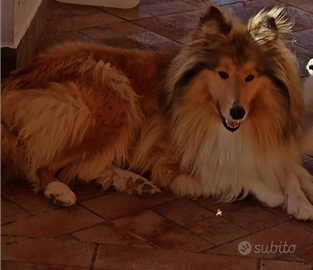 Pastore scozzese adulta