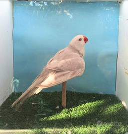 Parrocchetti dal collare novelli