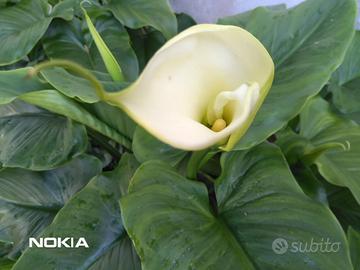 FIORI CALLE E STRELITZIE