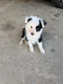 Border collie con PEDIGREE